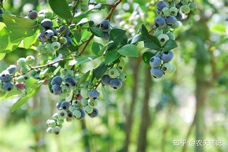 蓝莓开花期怎样浇水施肥