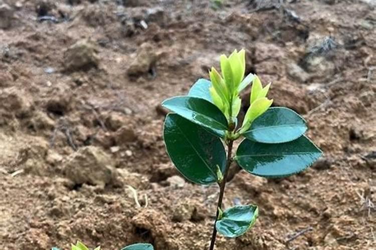 茶树苗应该怎么种植