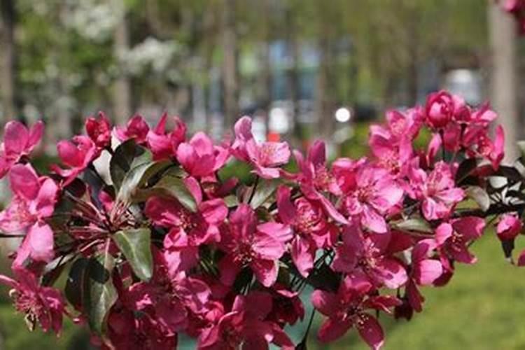 海棠树需要每年都剪技吗