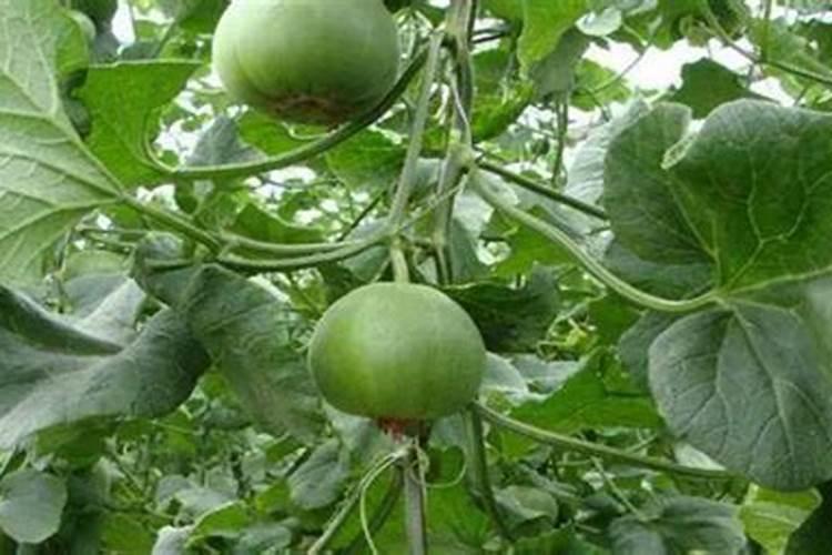 菜籽饼水泡多久可以浇菜 菜籽饼肥作追肥时