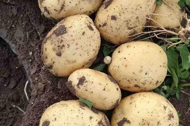 清原满族自治县宏运有机肥有限公司怎么样？