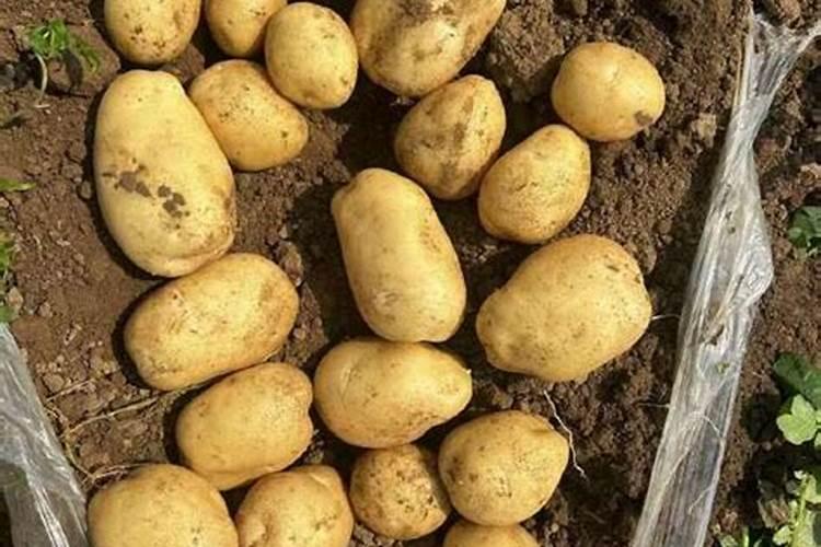 抚顺有哪些美食？ 抚顺有什么美食饭店？