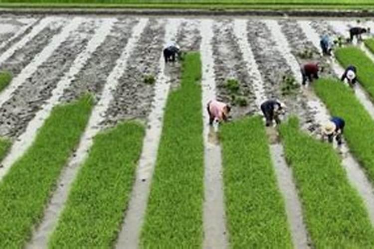 甜瓜苗什么时候可以打叶面肥