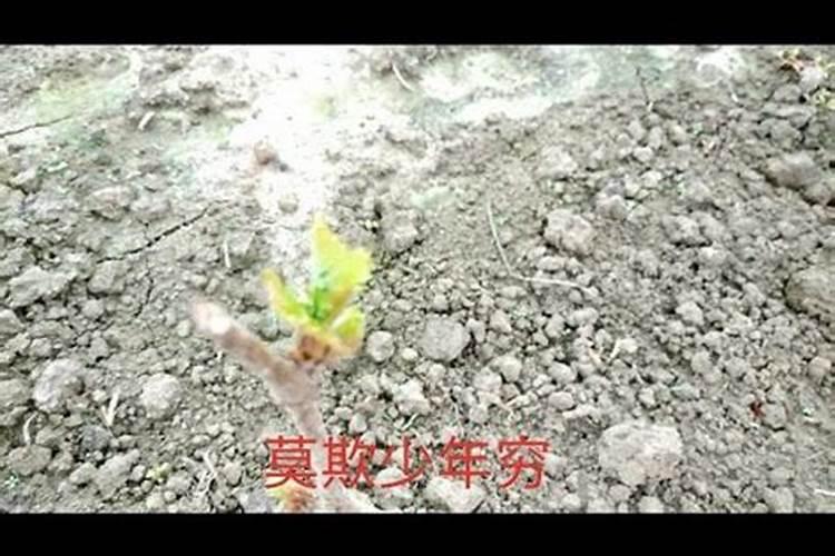 刚刚移栽的樱桃树可以使用叶面肥吗？怎样使用？