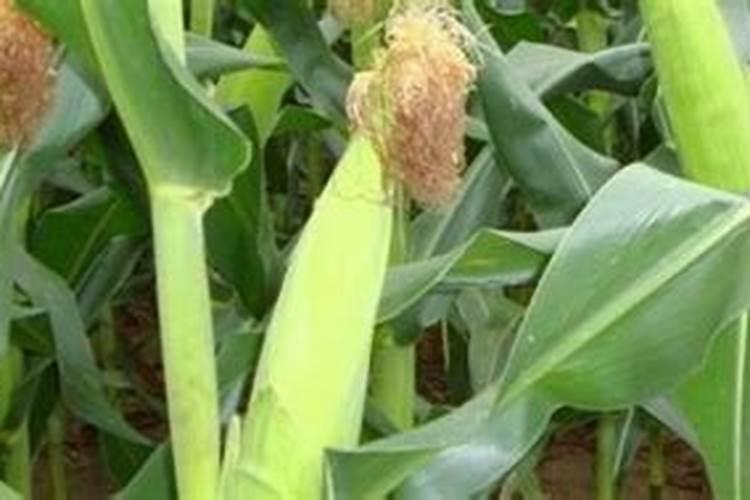 玉米除草剂能和叶面肥混用吗,什么时间喷比较好