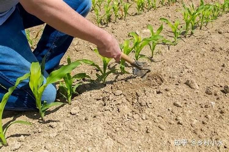 玉米打了叶面肥还能打除草剂吗？为什么呢？