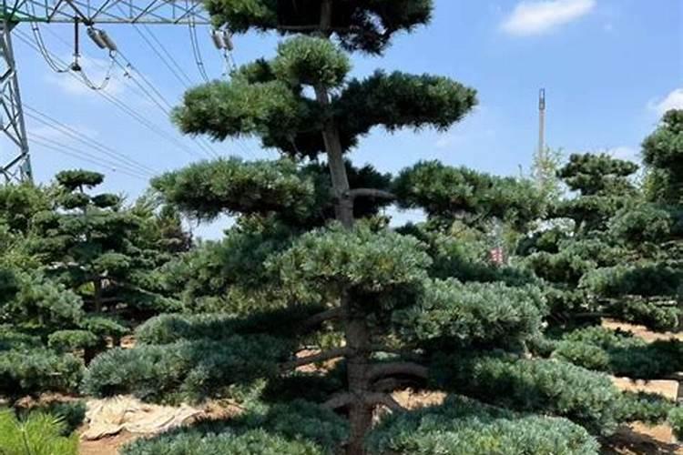 五针松需要什么肥料 五针松需要施什么肥料