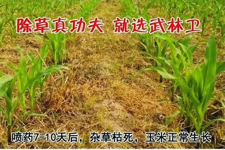 玉米追肥的正确方法