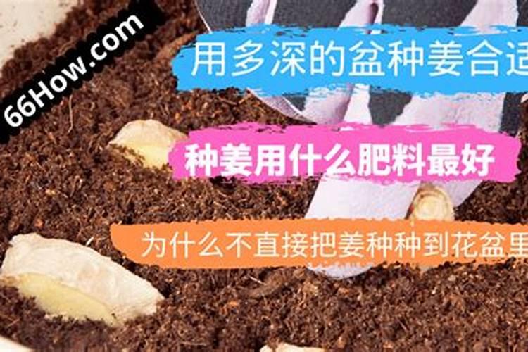 种植番薯需要施肥吗