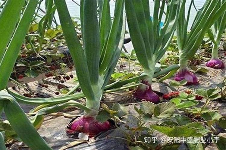 为什么塘里的莲藕只长叶不开花