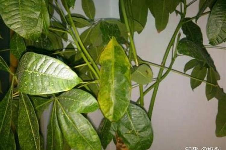 垂盆草的种植方法