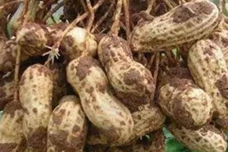 花生打叶面肥最佳时机