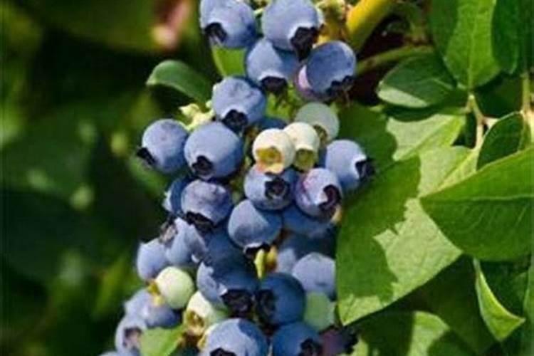 辣椒施肥过多怎么处理,辣椒施肥过多的症状