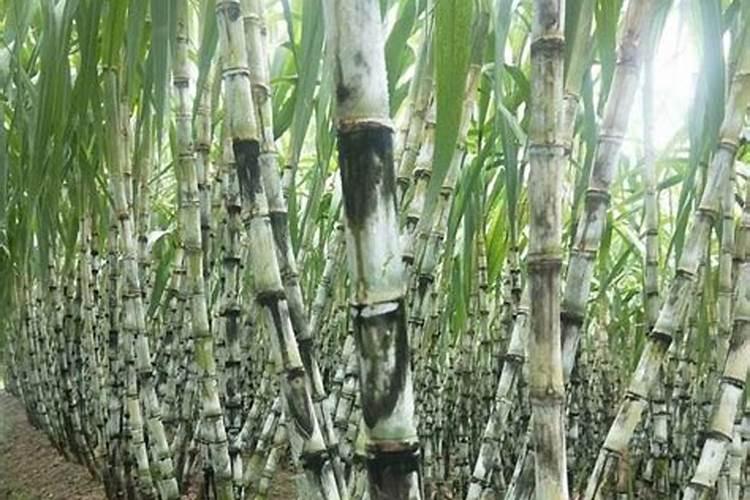 种植甘蔗用什么肥料最好