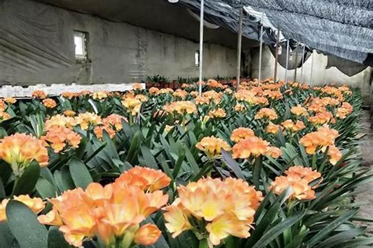 多少个钾才叫高钾肥