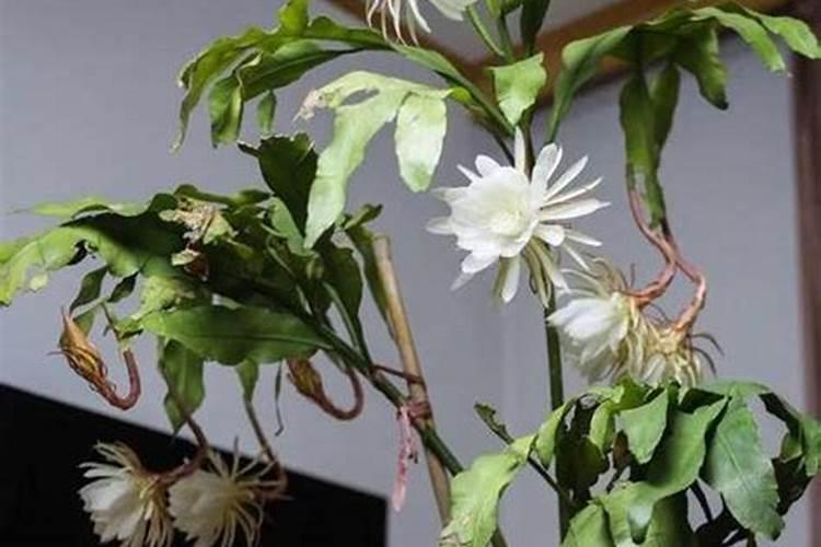 玉米用掺混肥好还是用复合肥好(种植玉米用什么复合肥好)