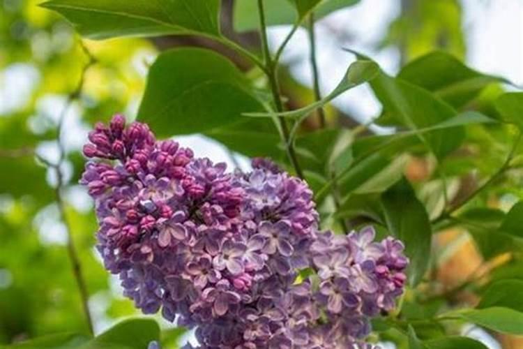 复合肥的最佳使用方法