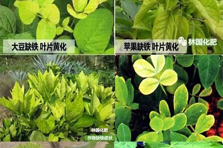 阳光玫瑰葡萄新栽的小苗叶片发黄怎么办