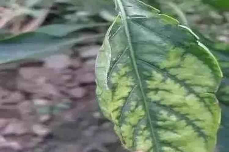 果树的树叶小切发黄