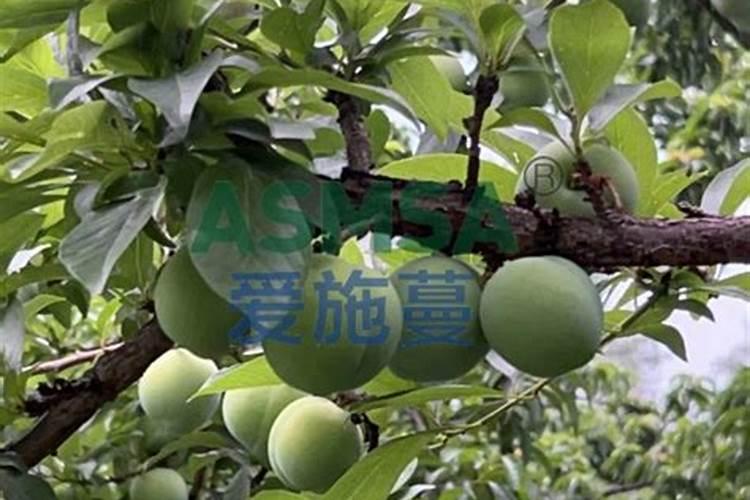 秋季养花要怎么施肥？