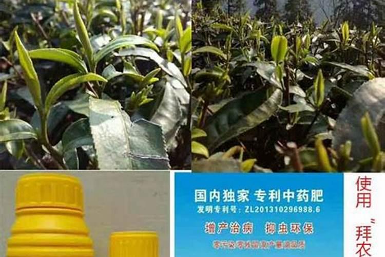 西红柿出现木栓果原因是什么 有哪些防治措施
