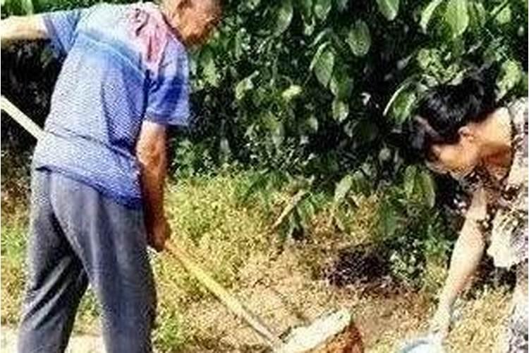 桃树如何追施谢花肥,追什么肥能保果增产,桃树落花后的管理