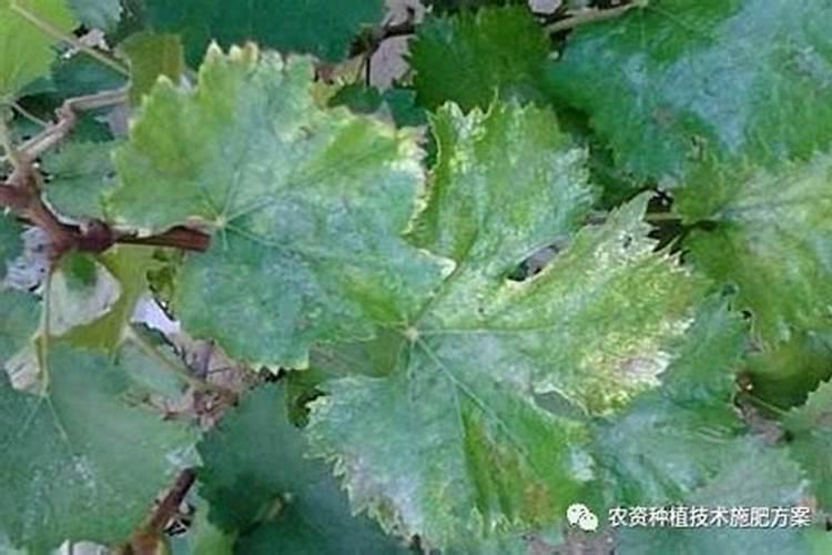 在自己家中,什么属于氮肥范畴