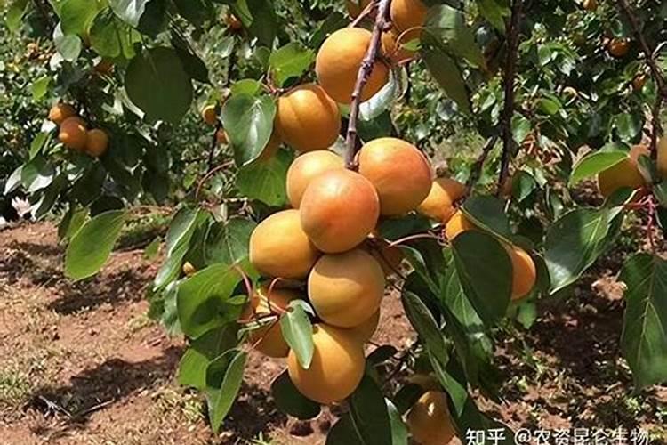 杏树喷施硼肥最佳时间？
