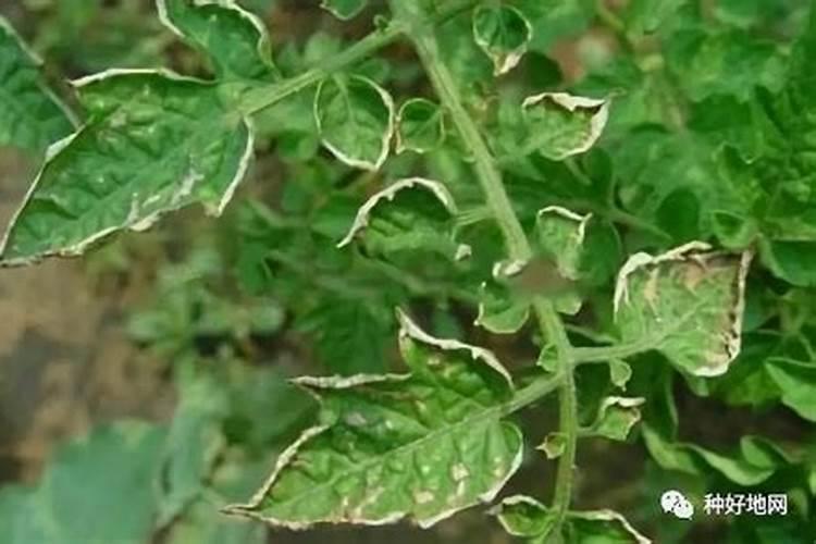 菊花叶子发黄的原因及解决方法