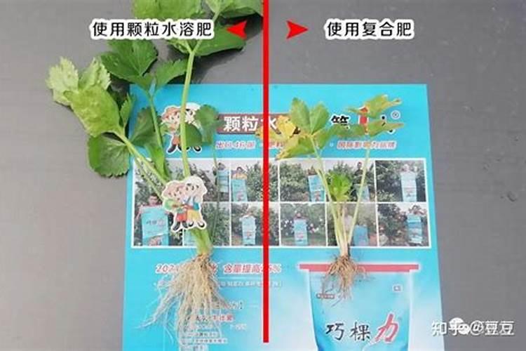 水溶肥和液体肥有什么区别