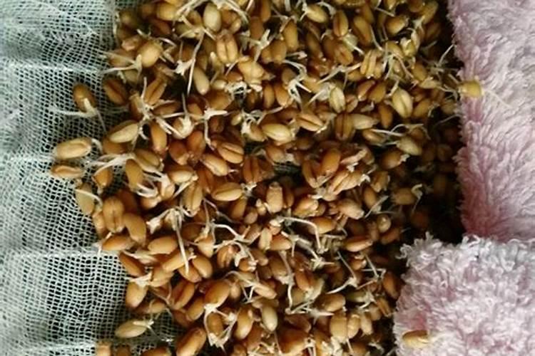 安徽盛产什么水果有名