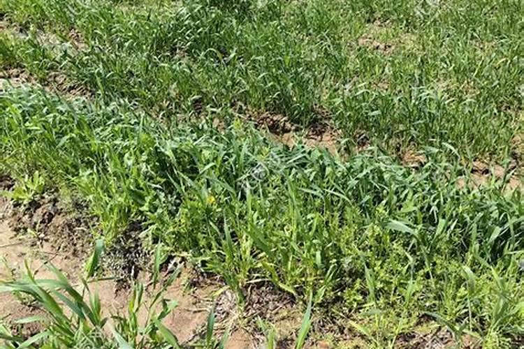 绿萝能施磷肥复合肥和尿素吗