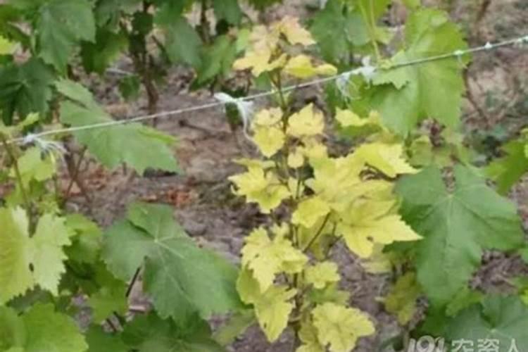 葡萄叶子发黄是怎么回事