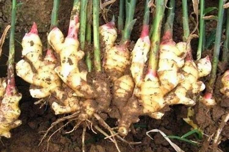 莴笋种植生长素种类和用法大全