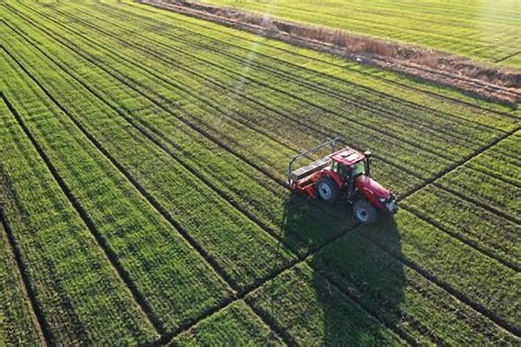 沃柑用什么肥最旺盛