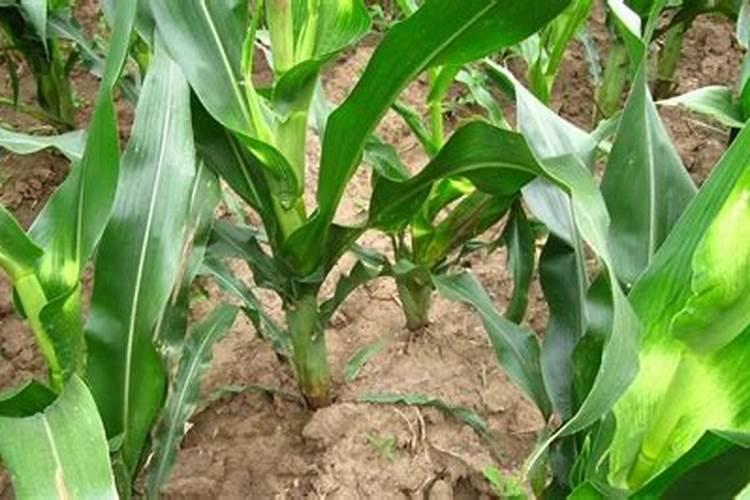 呙笋用什么作叶面肥最好效果最快