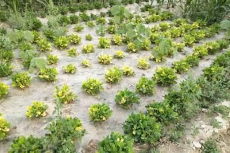 种花生用草木灰做底肥好吗？,花生肥什么时候施好