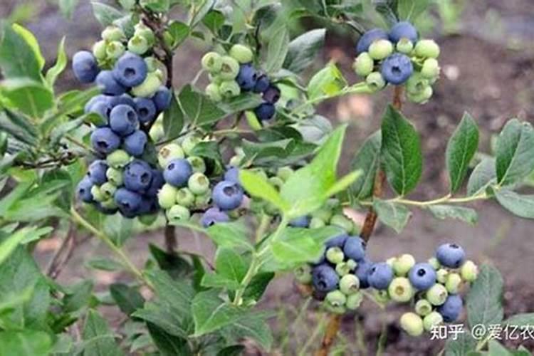 想问一问,盆栽蓝莓怎样施肥增加甜度和大小