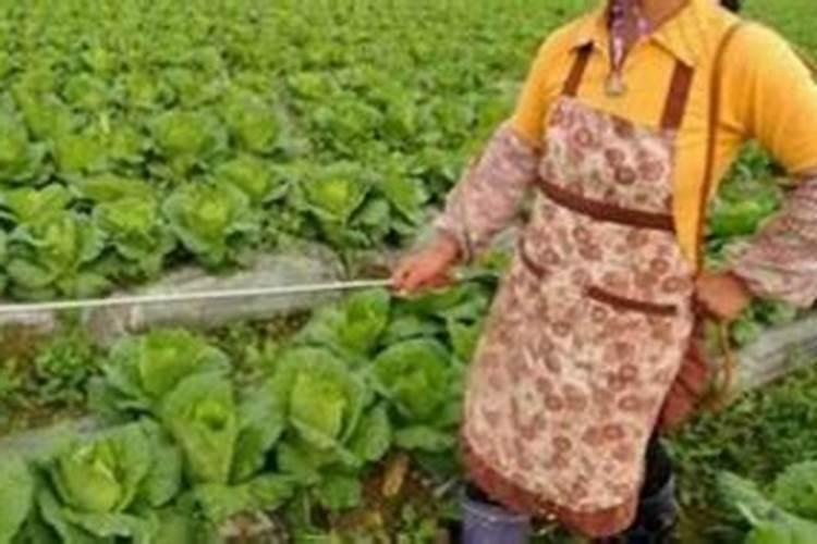 打完除草剂多久可以打叶面肥