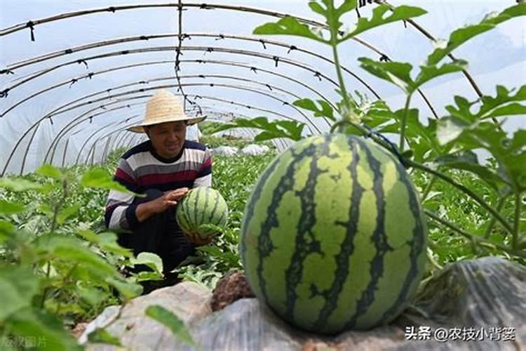 萝卜施什么肥好