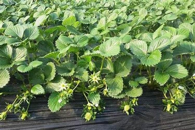 不管种植青萝卜、白萝卜还是红萝卜,肥料这样用,高产又好吃