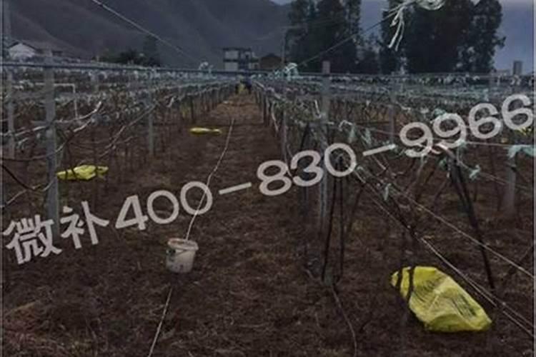 甜高粱种植技术平地施肥