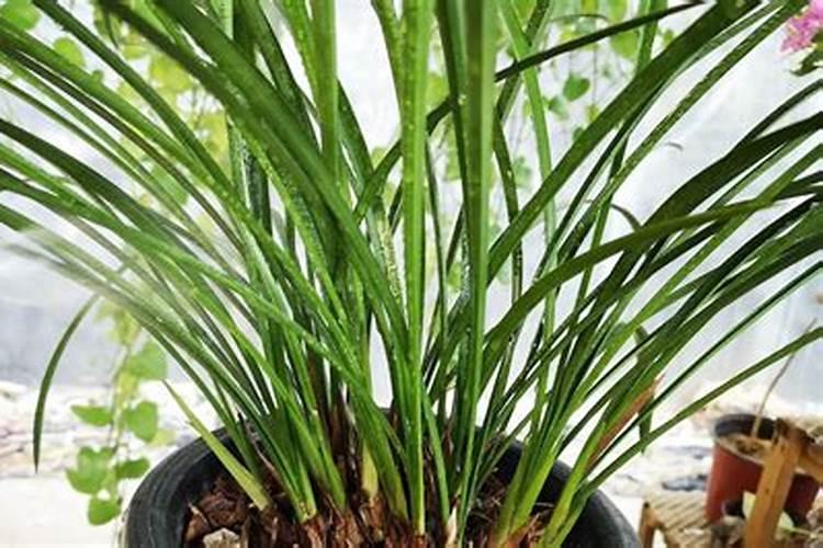 甜高粱种植技术培耕追肥