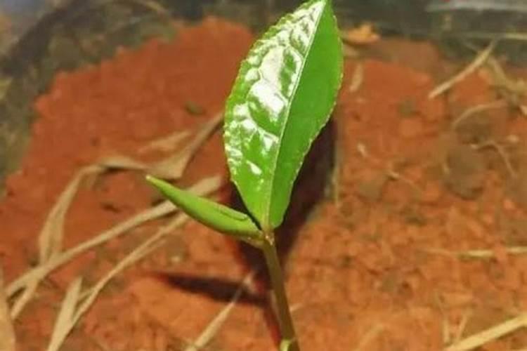 给茶树施什么肥