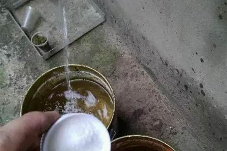 新上盆的茶花用复销酸钠和芸苔素浇行不行啊？