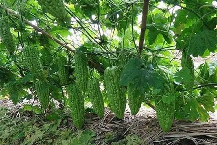 樱桃施肥时间和方法
