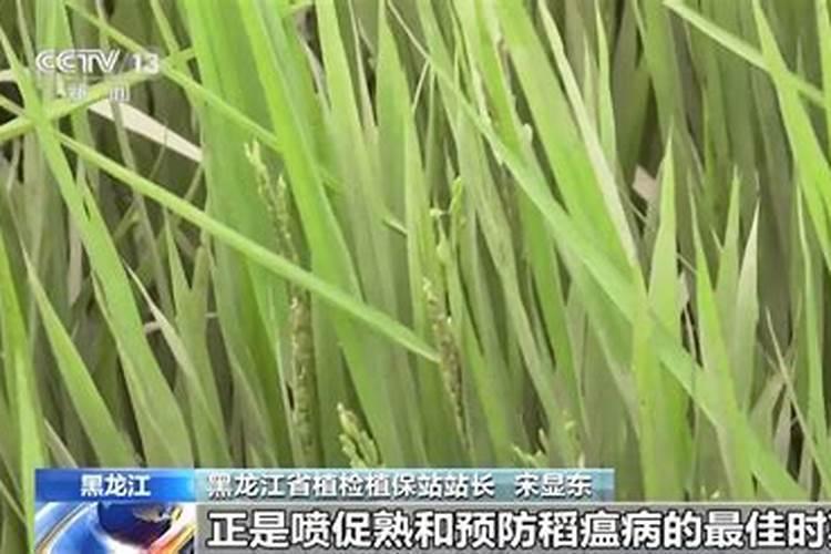 杏树用什么肥料