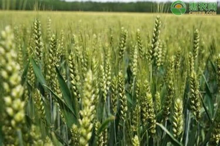 麻烦各位问一下,甜瓜移栽定植时,定植水里加入什么生根剂效果比较好？