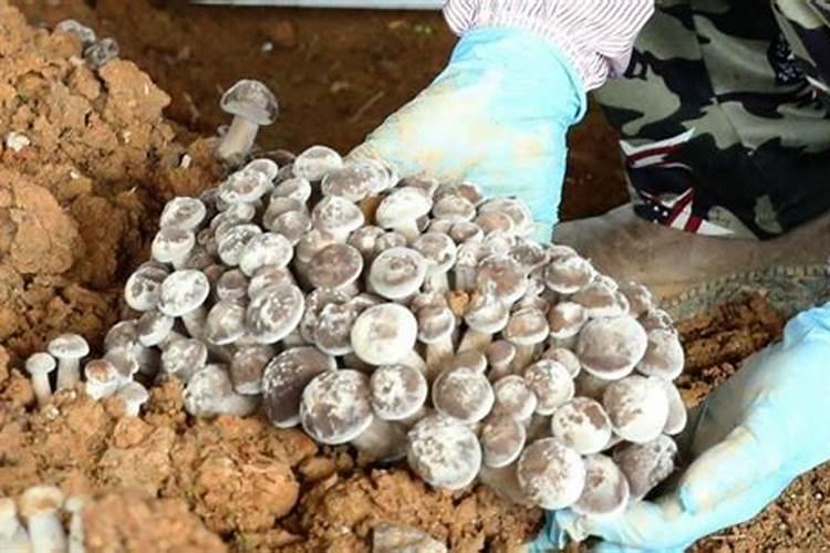 玉米打液肥地旱几天有效果