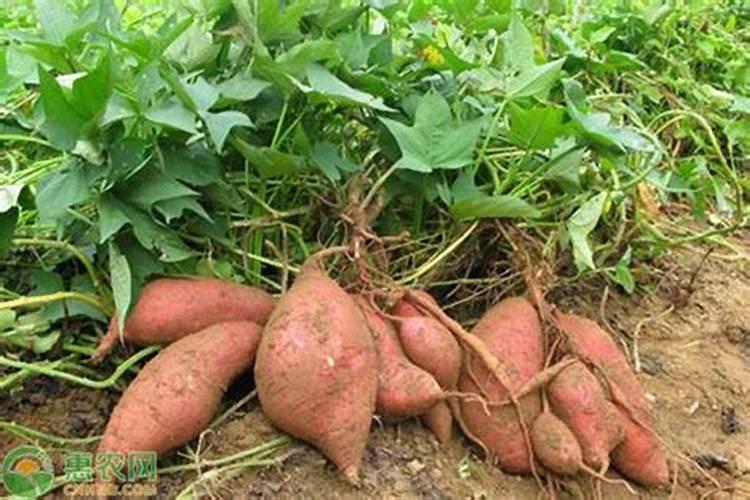 请问,复合肥不都是氮磷钾吗？硫酸钾什么意思啊？区别在哪里？